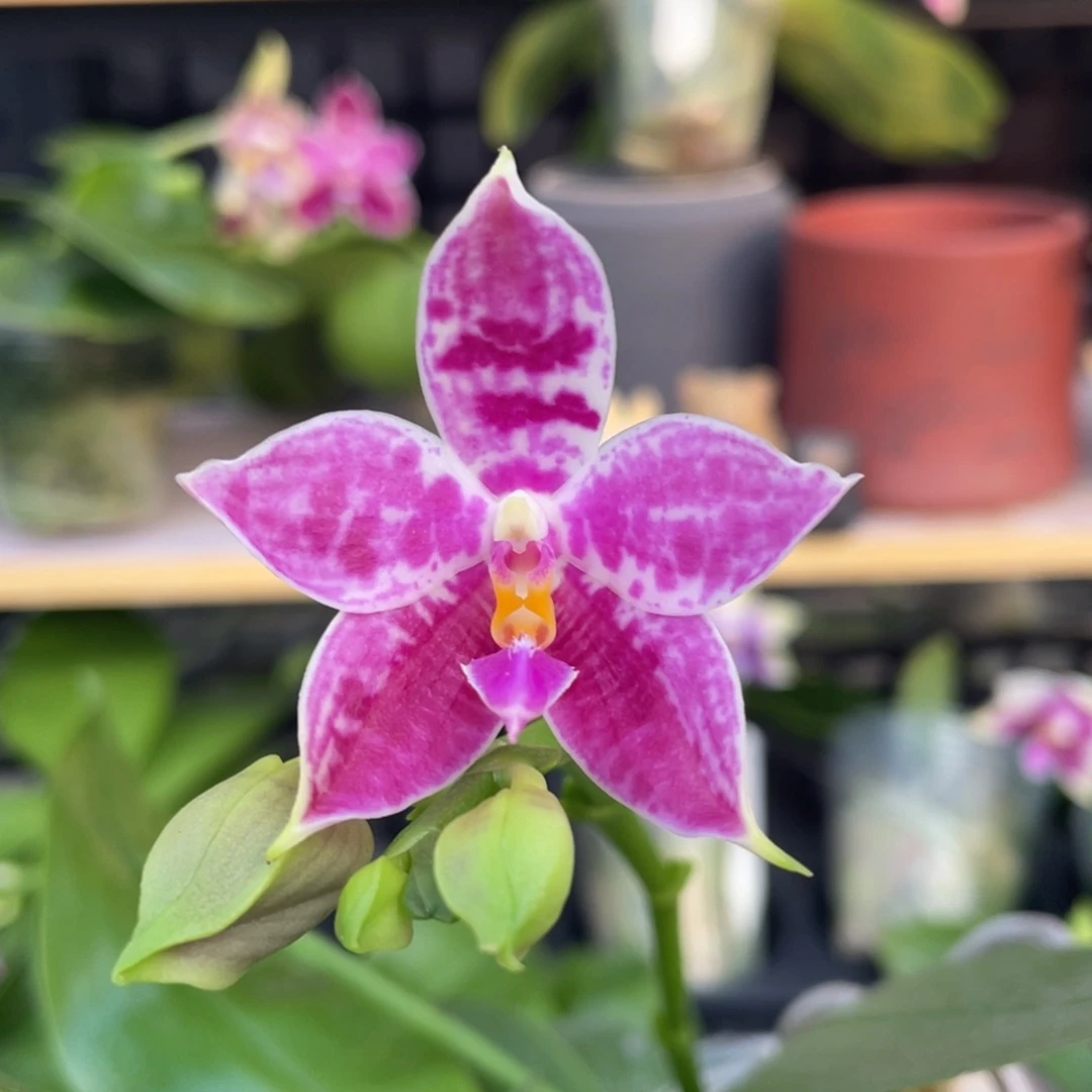 完全开放D03开花株