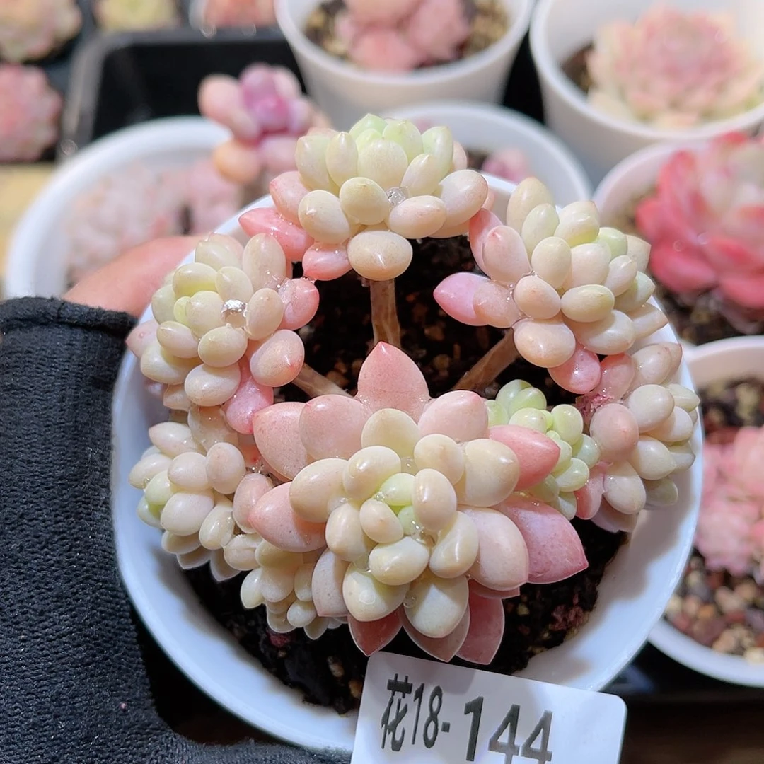 花18-144洛可可群生