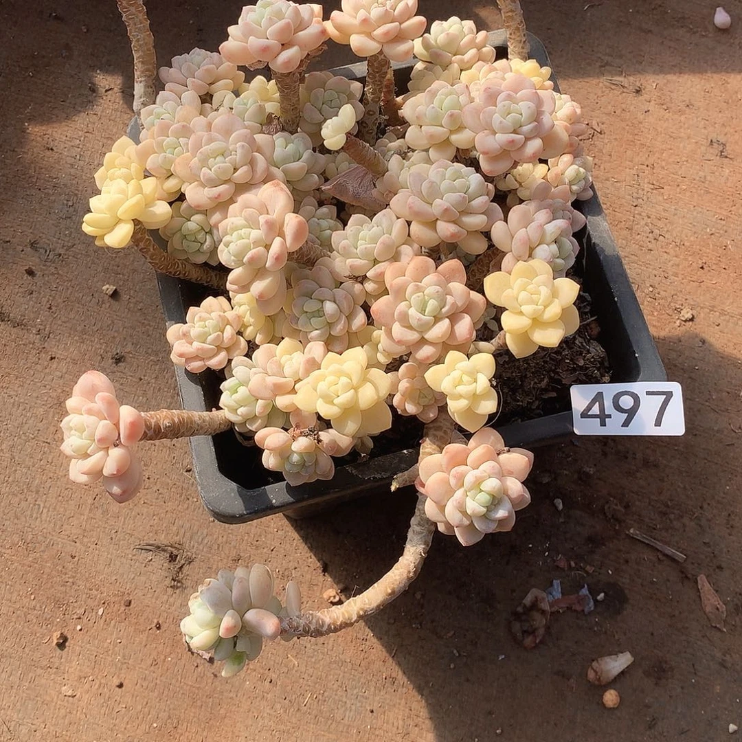 497 一物一拍多肉