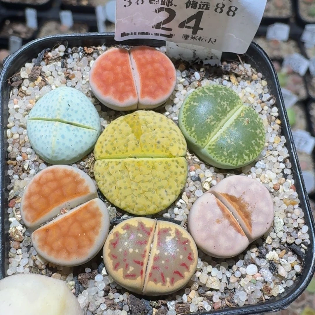 zzzz精品生石花24