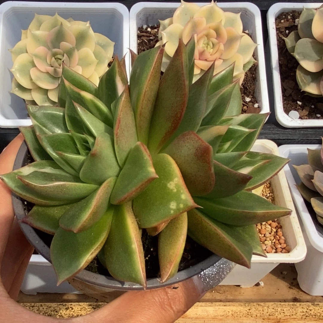 暧****)400藏宝图锦锦锦锦锦锦