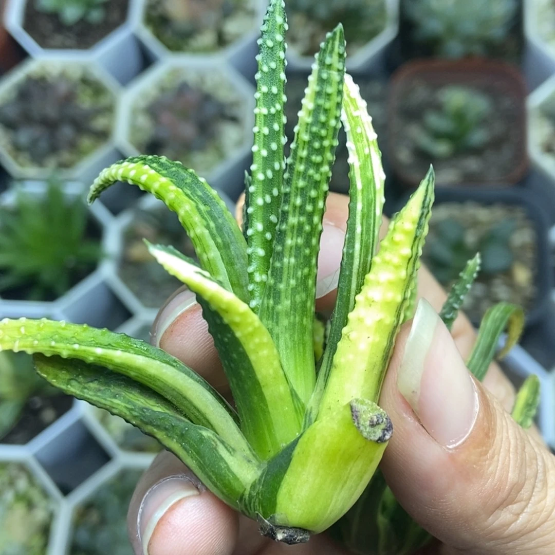 地上星锦一物一拍