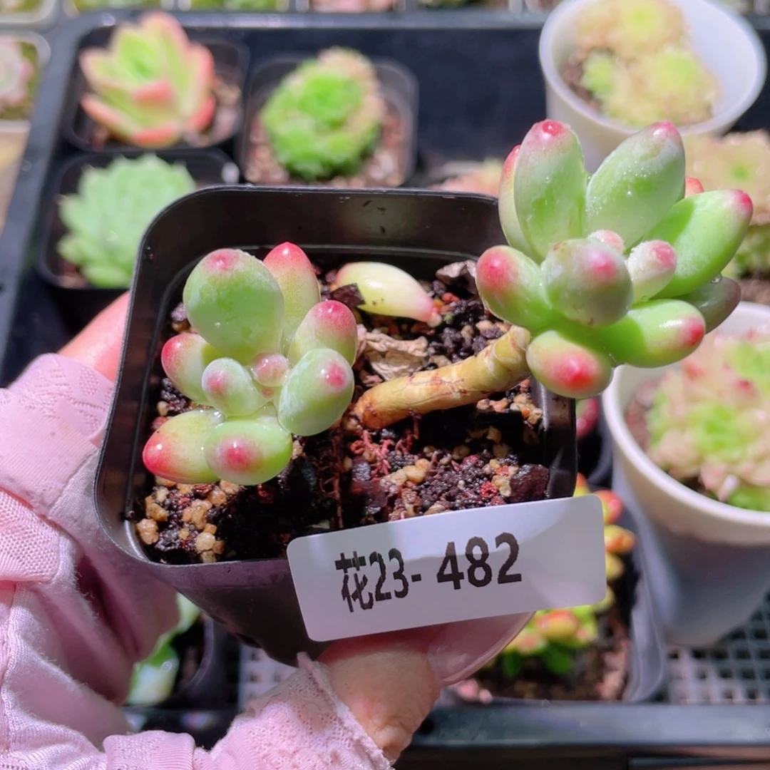 花利美23-482苹果奶