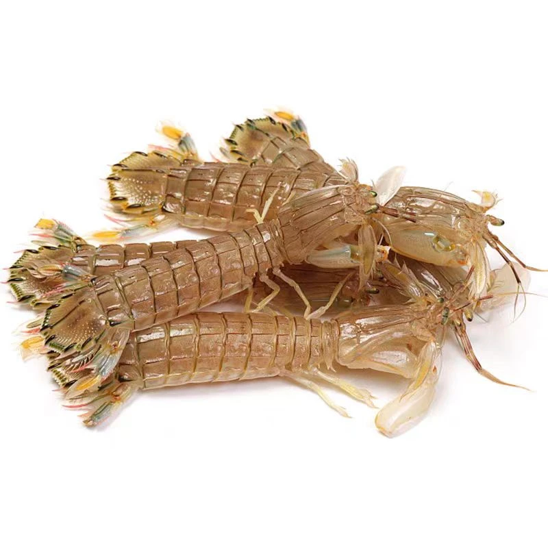 全公皮皮虾 收到后保鲜不保活 渤海湾南排河码头皮皮虾全公