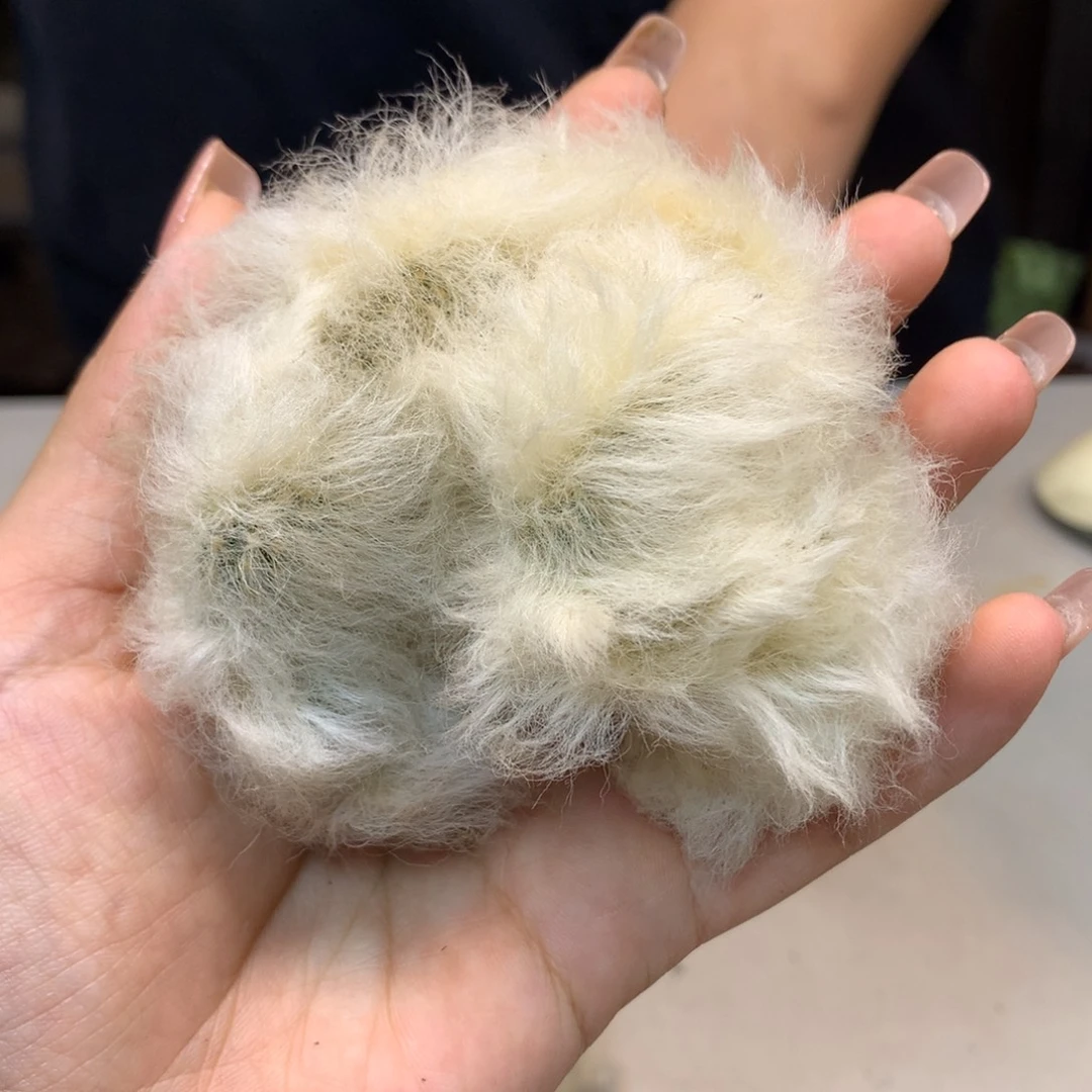 出根 高绒 老乐缀化7公分起发