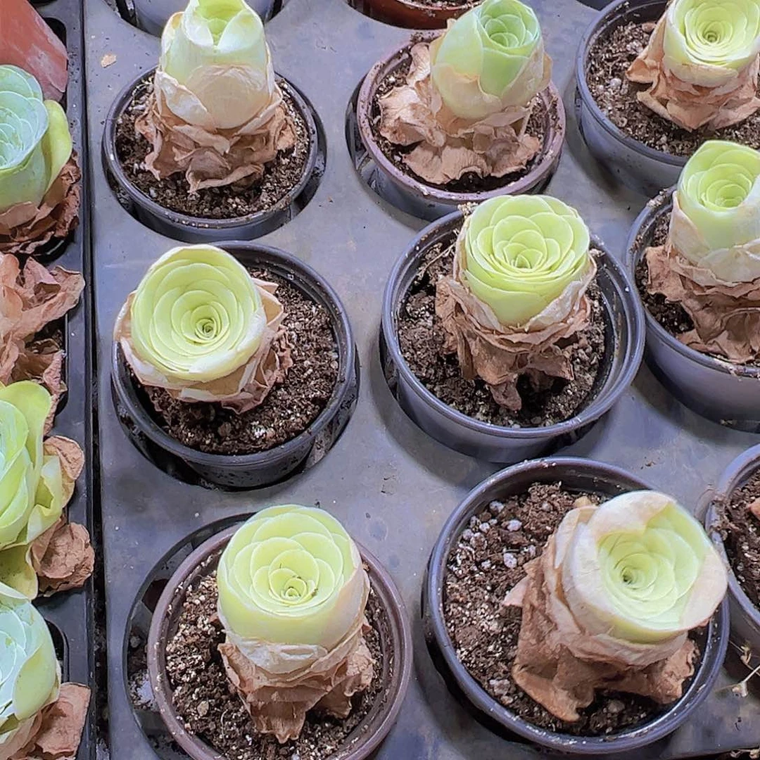 020白玉鸡蛋3盆9厘米盆