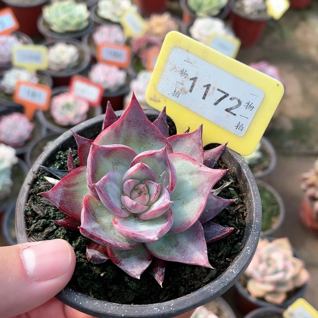 【闪购商品】1172号