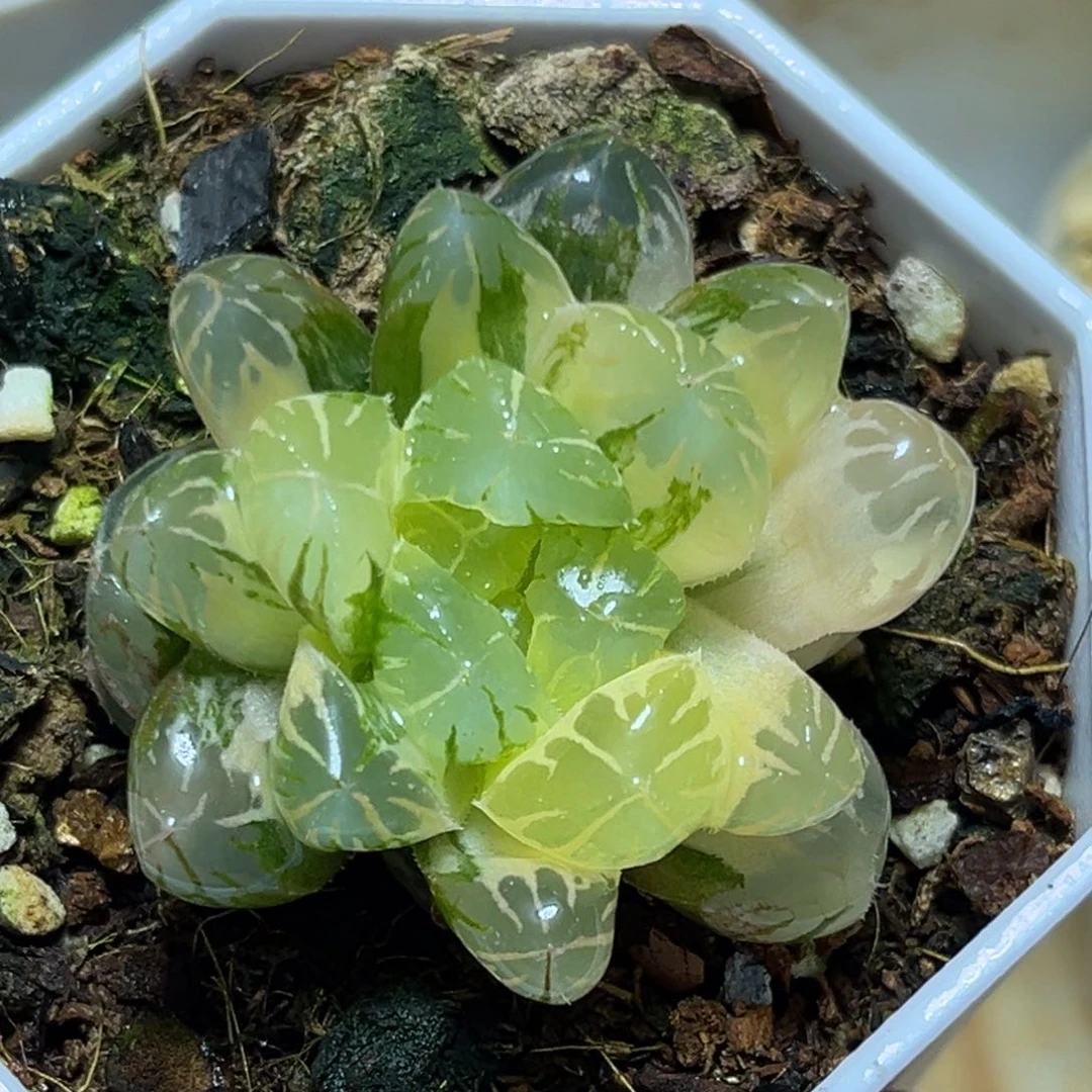 恭喜发财大吉大利929