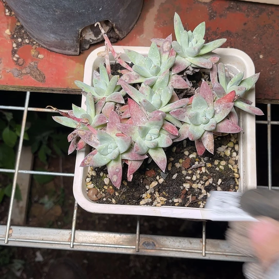 2496白姆瑞吉娜多肉