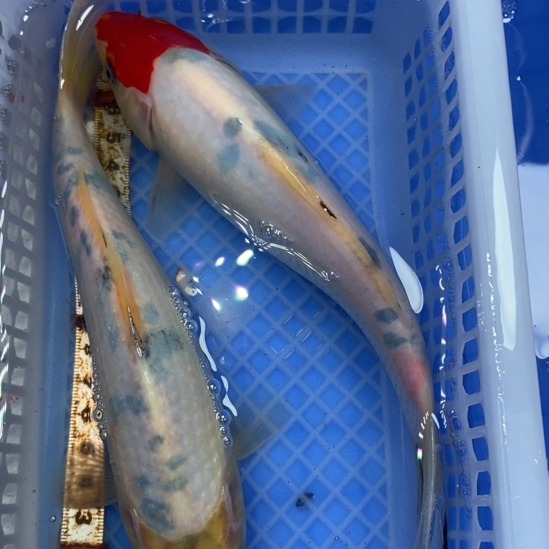 锦鲤冷水锦鲤包邮