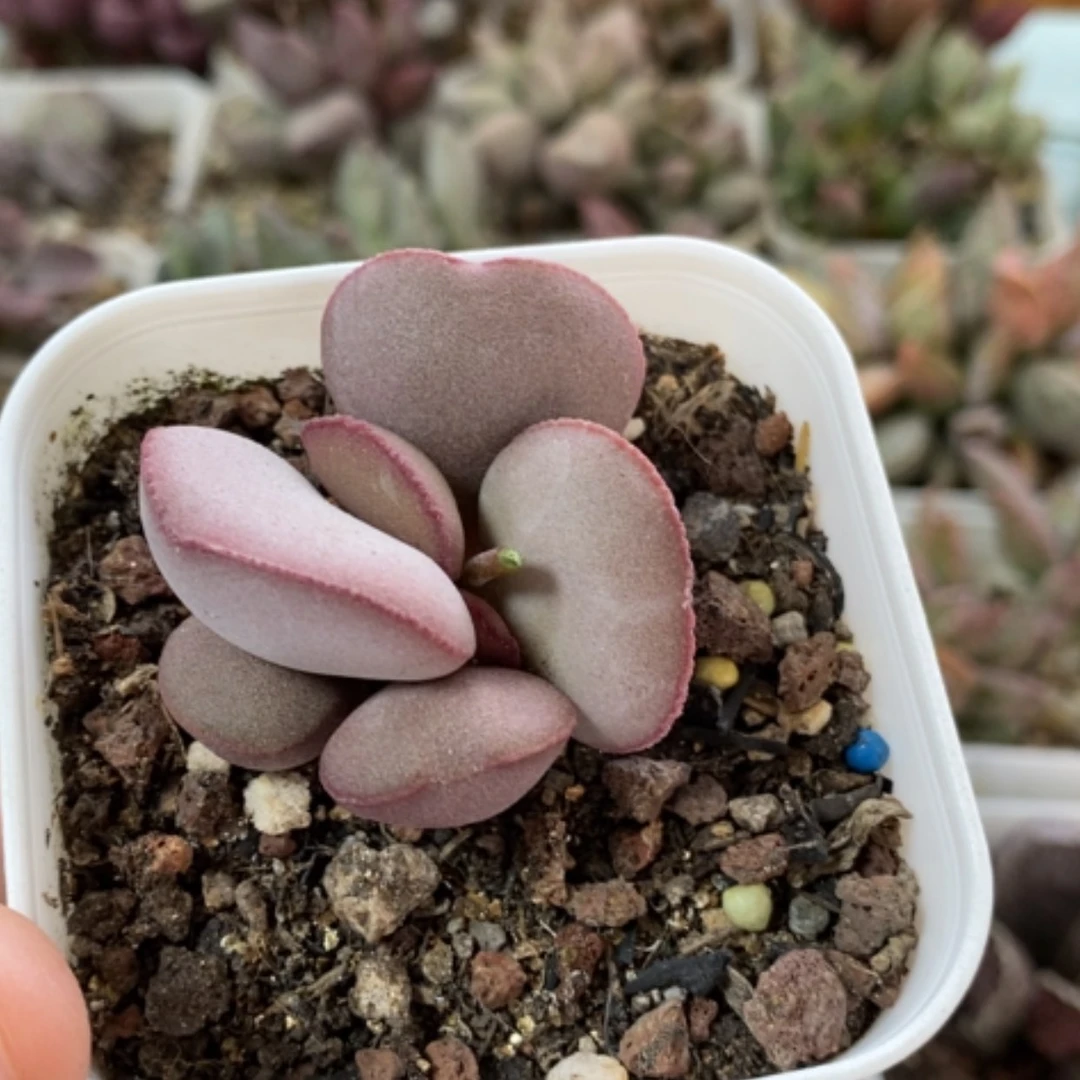 【闪购商品】无花朵对****貌