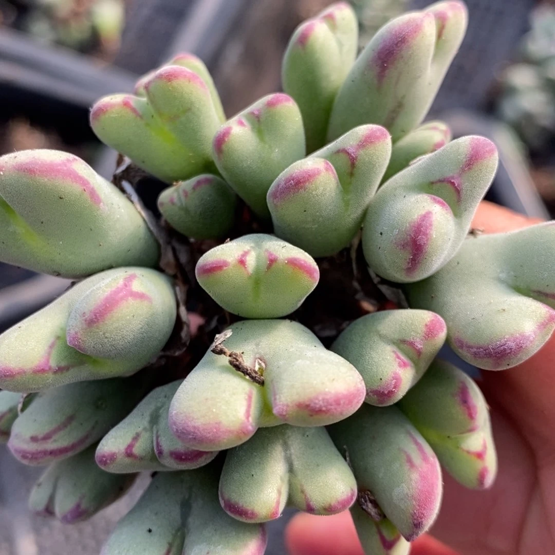 1520沙文利亚一群