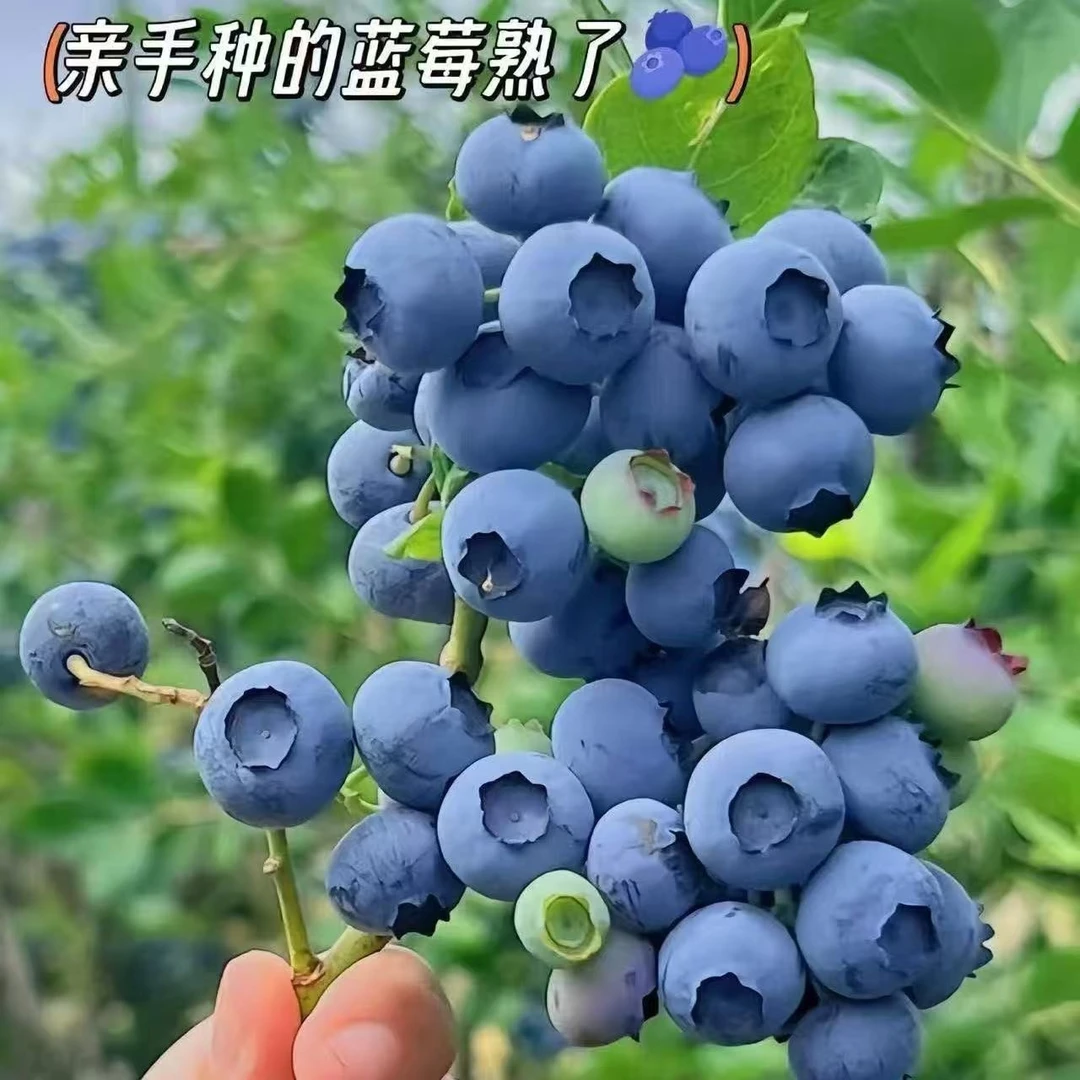 蓝莓树苗盆栽地栽蓝莓树苗南北方阳台庭院种植四季蓝莓苗当年结果