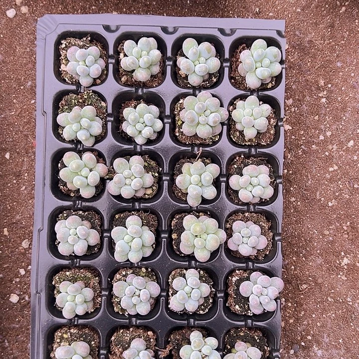 28颗一组极品小汤圆！！！！