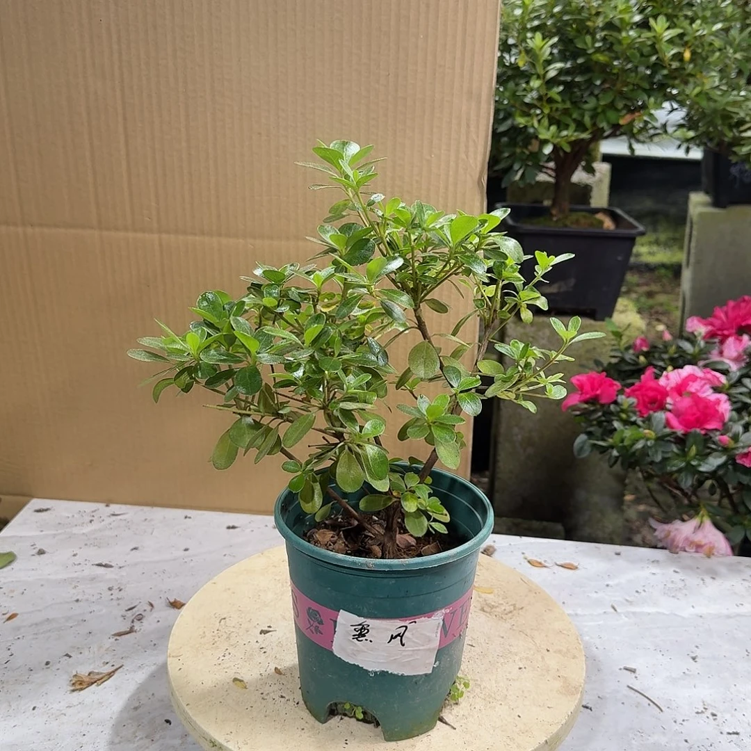 完全开放熏风杜鹃花