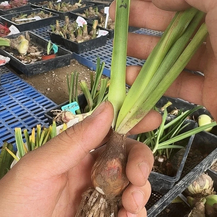 123朱顶红一棵  2.7