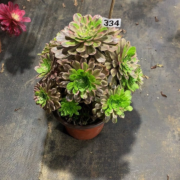 暴**汪多肉萤火粉黛334000