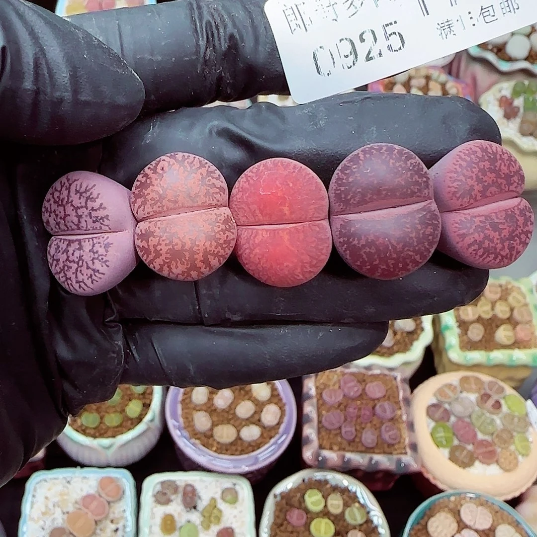 生石花满18包邮0925-179