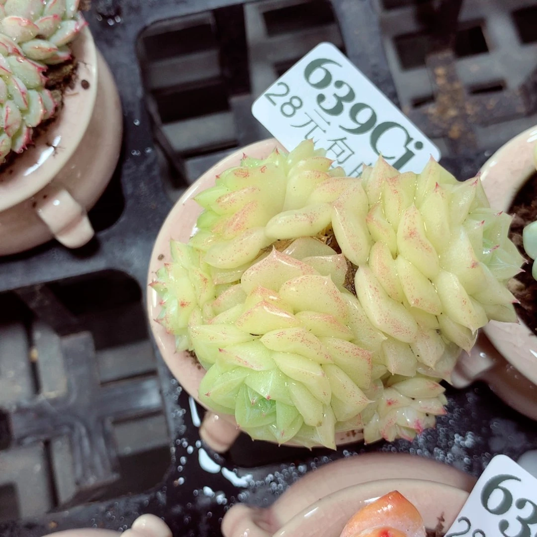 5厘米盆精控多肉639