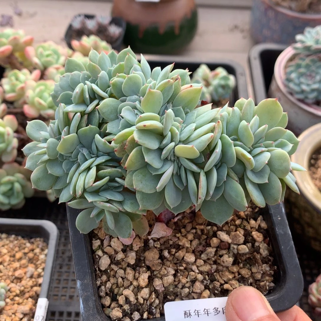 724原始海棠花缀化小树11.5厘米