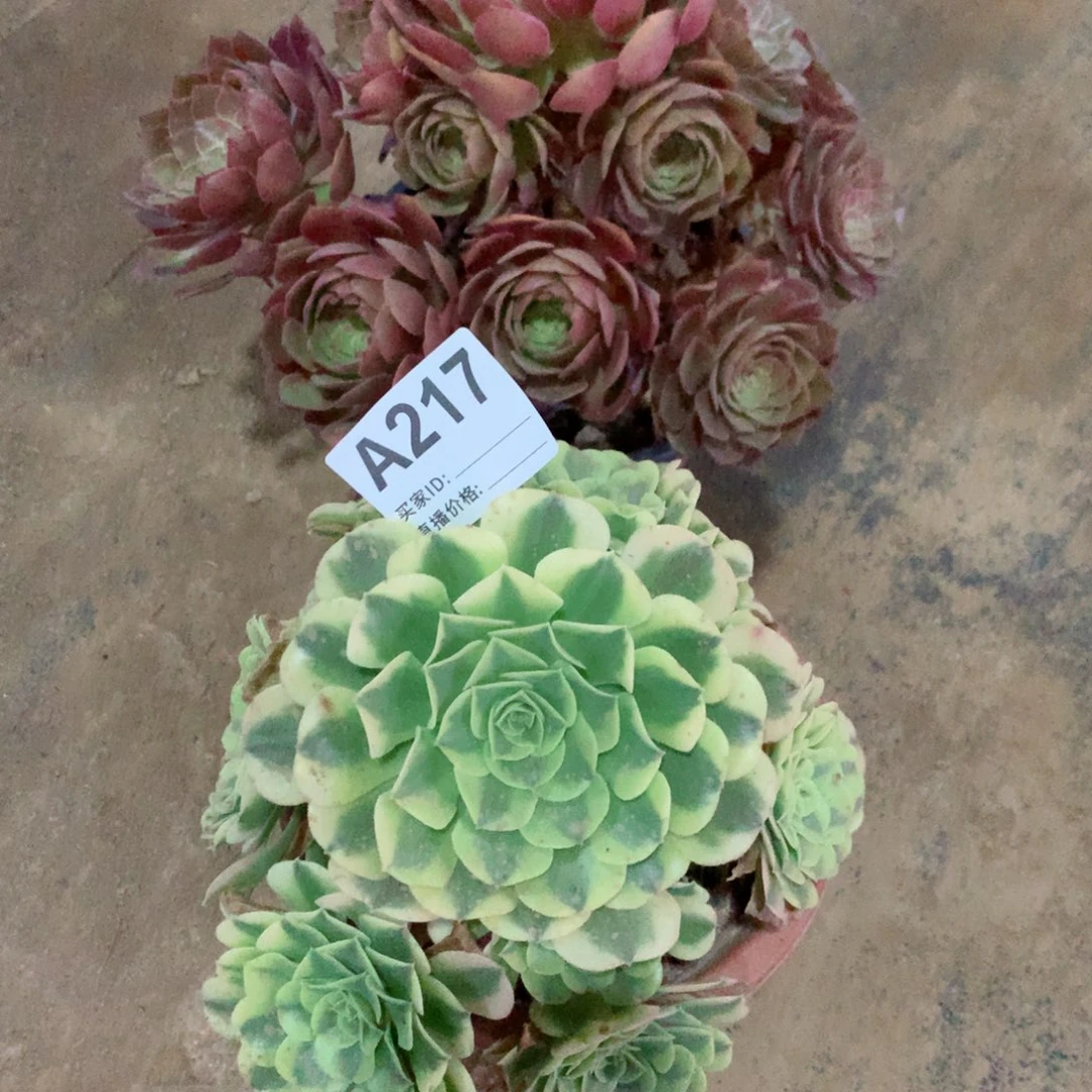 红魔玫瑰➕绿豆沙217