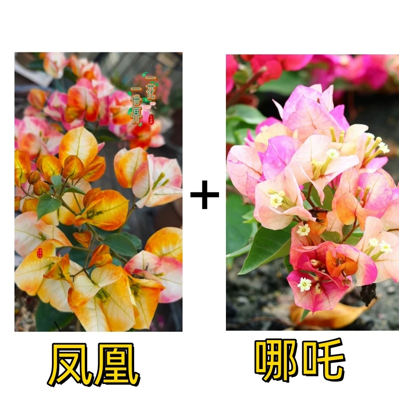 破价 到手2棵 [凤凰+哪吒] 三角梅袋苗 （不带花不带盆）
