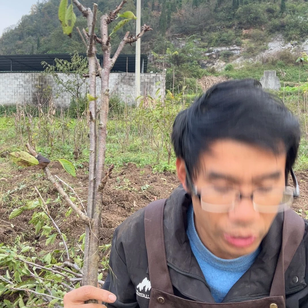 当前无花栽培后可以开花41不包活不退不换