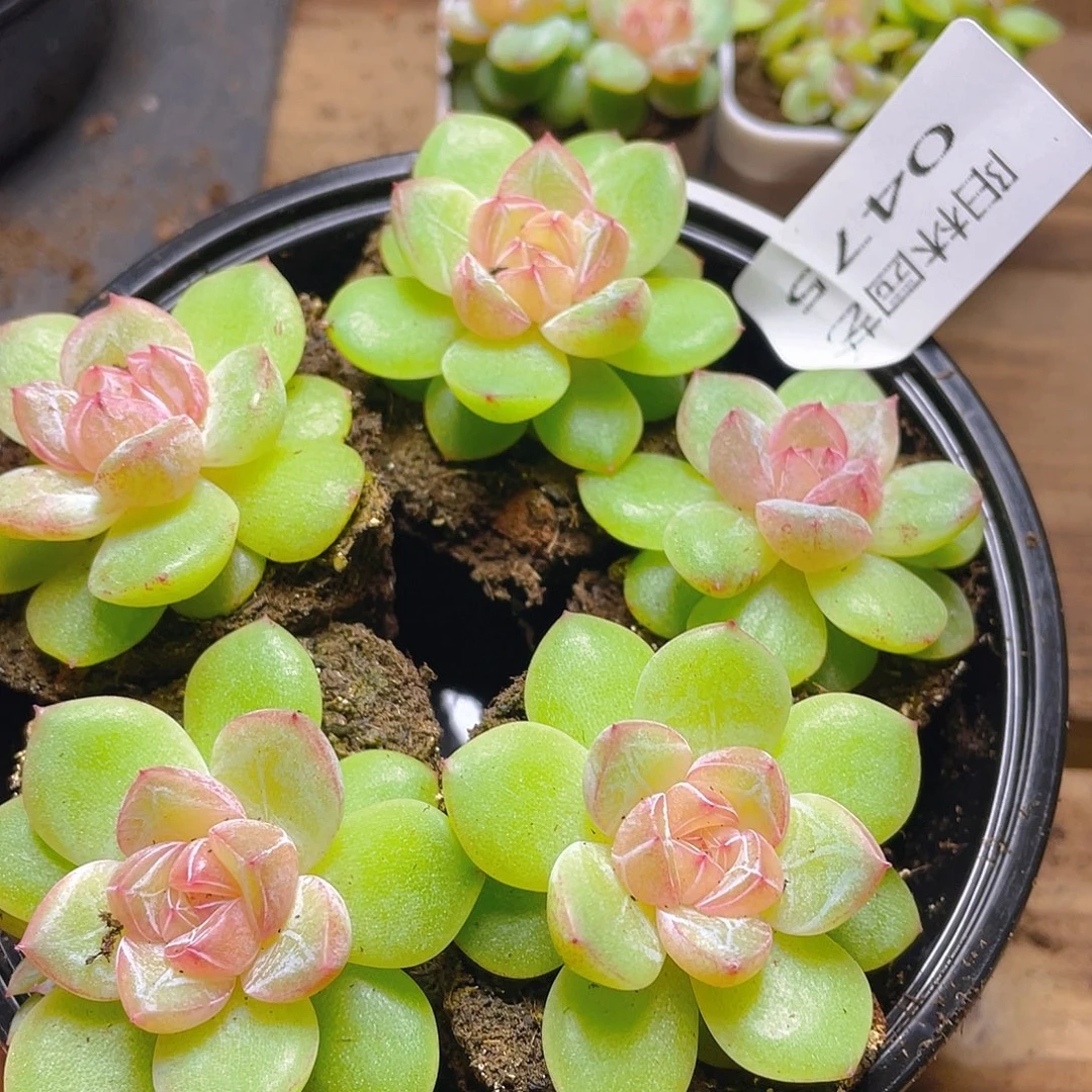 多肉植物多肉植物475