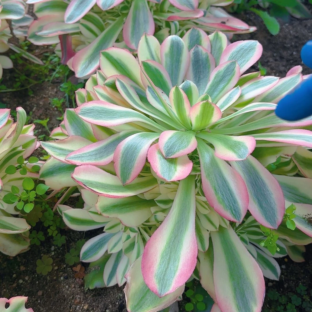 香妃多肉植物手捧