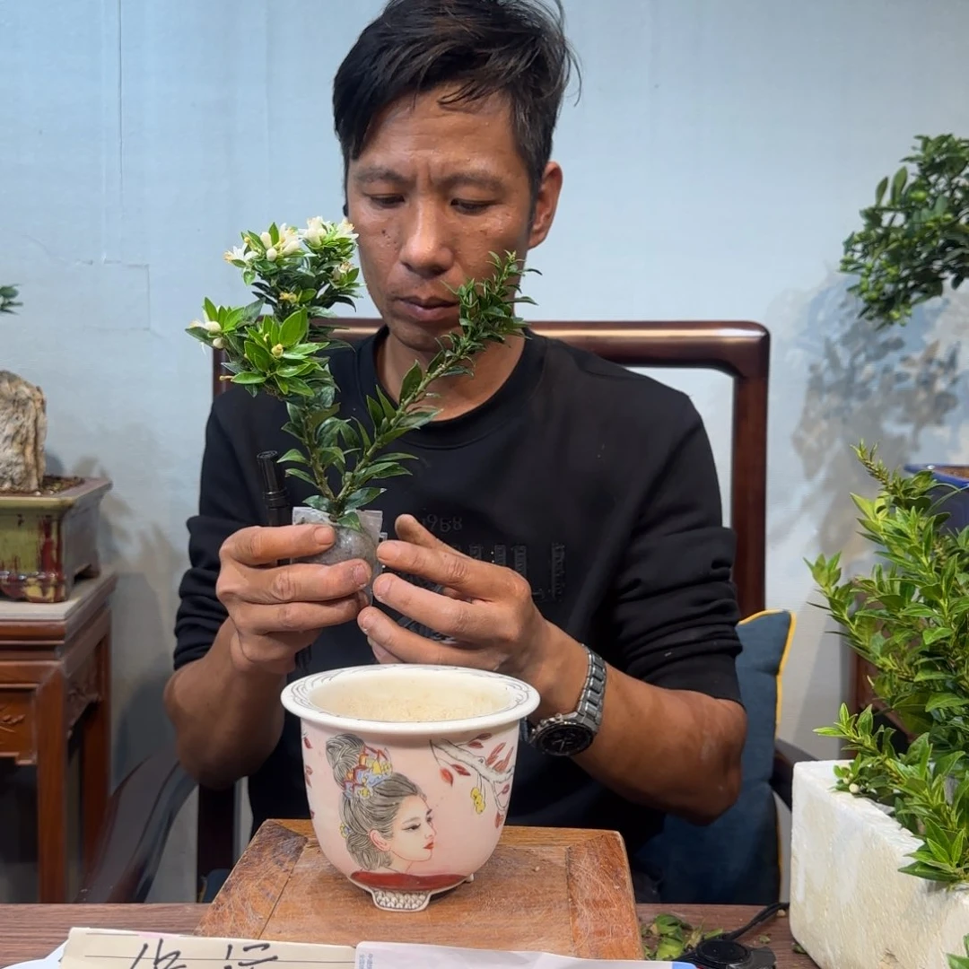 当前无花朵，栽培后可花朵心***檬