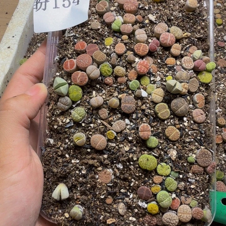 寡***萝多肉植物的生长发育154