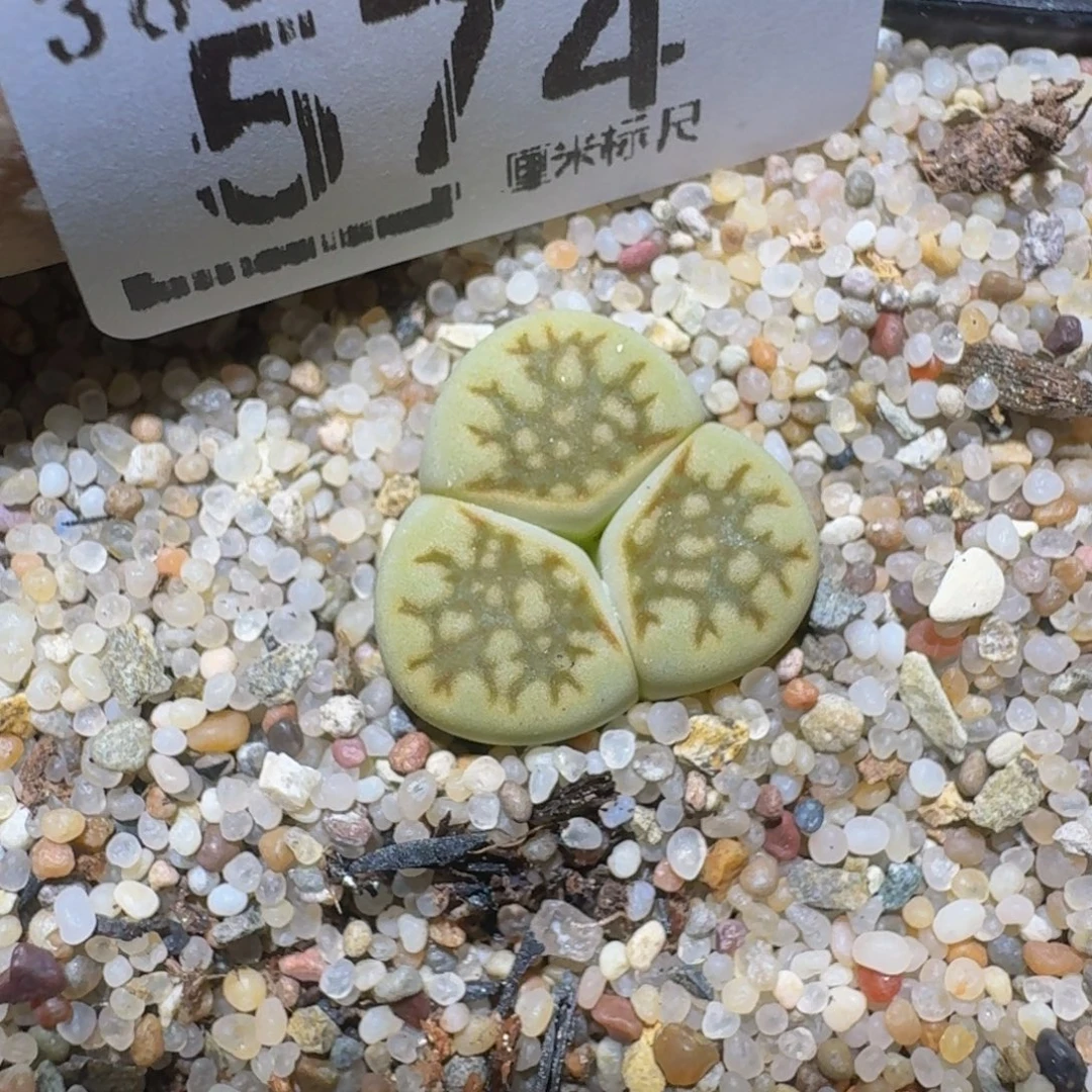zzzz精品生石花574