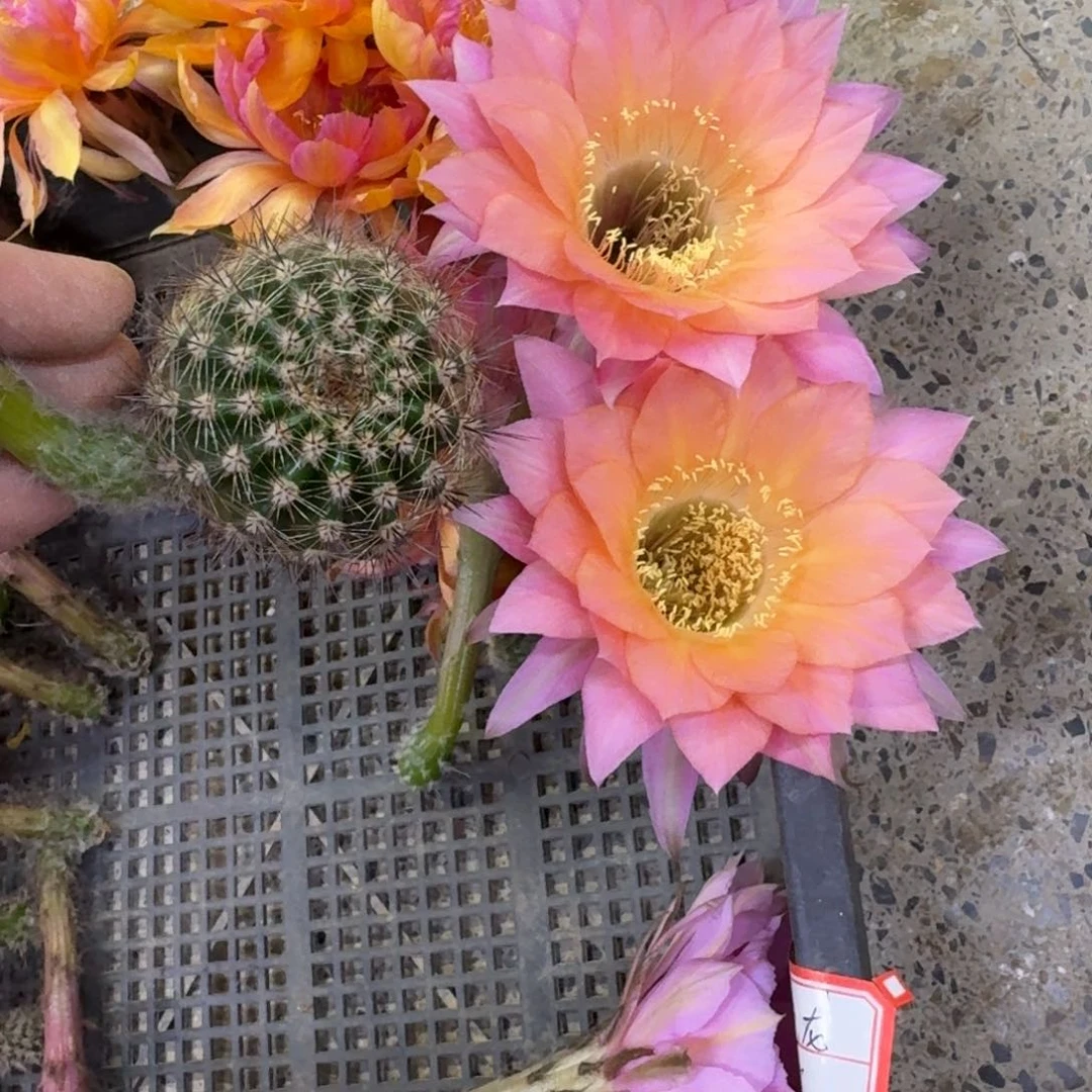 239彩草樱花歪无根侧牙4公分左右斑，20包邮