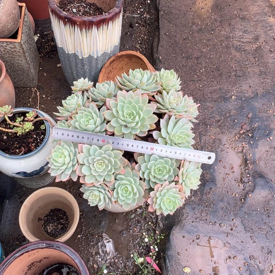 精品丝绸面纱群手捧 裸肉