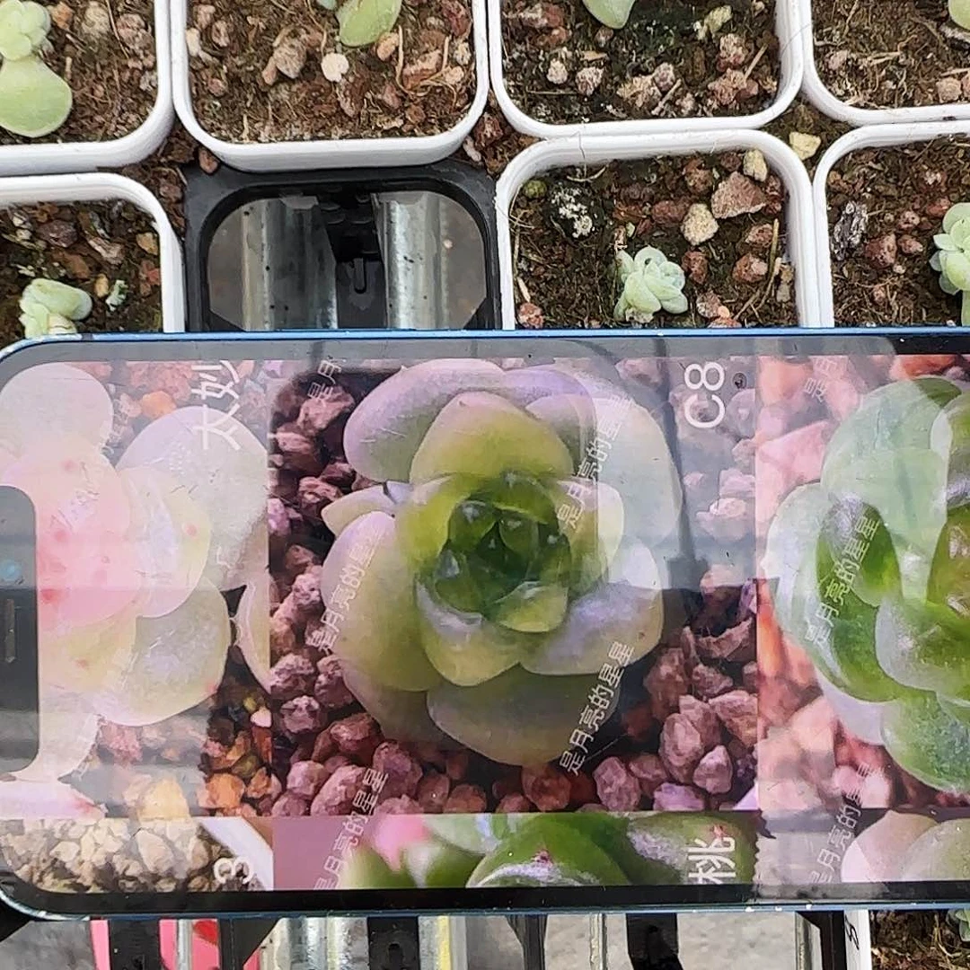 月亮C8 财富盆一个满25包邮