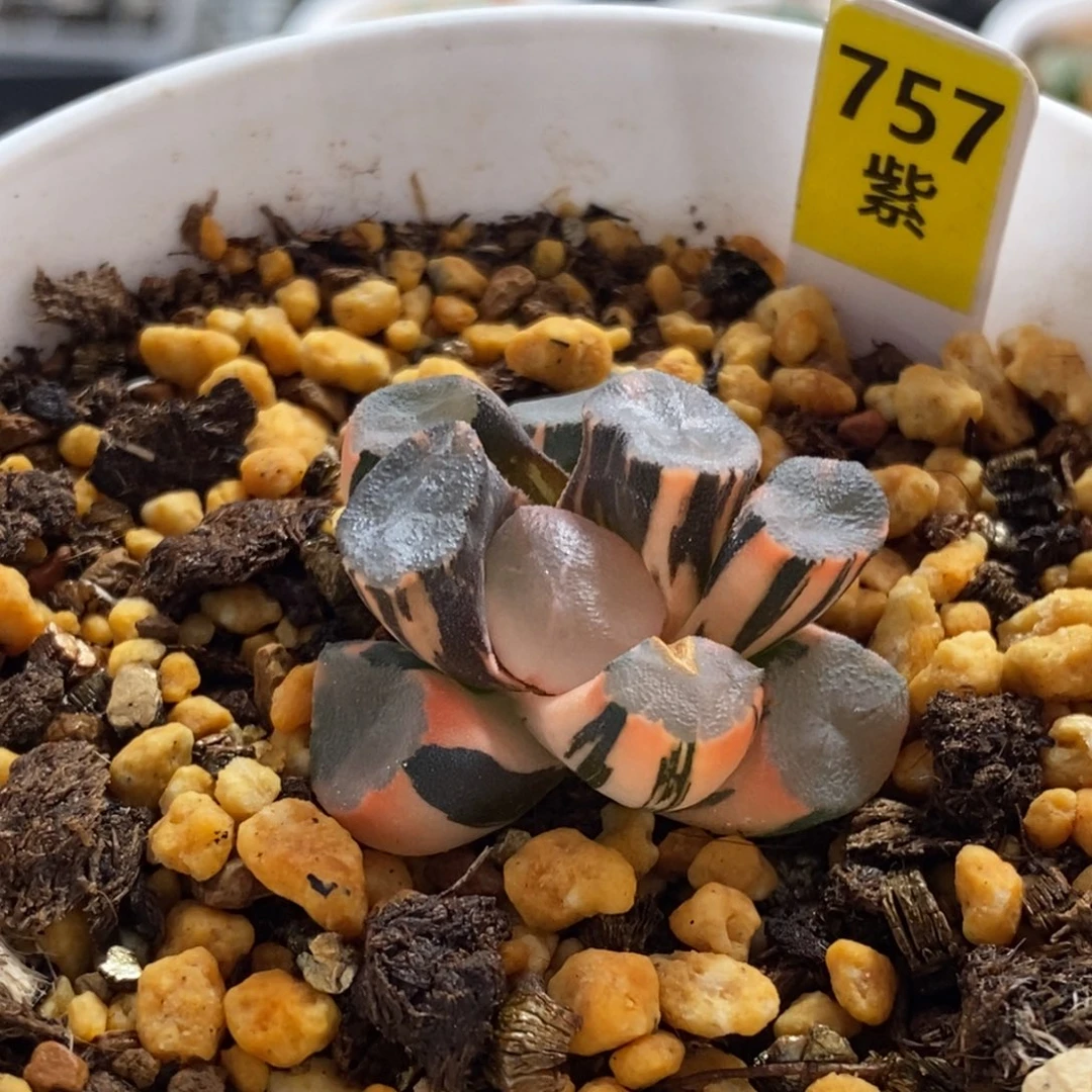 757号山之翠万象锦