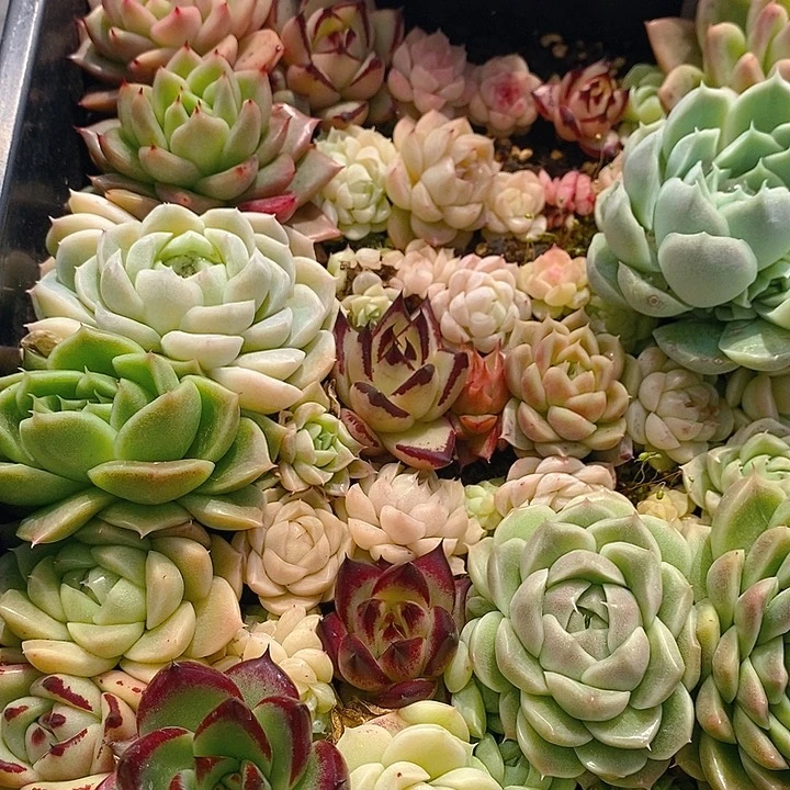 233 多肉植物组合盆栽植物