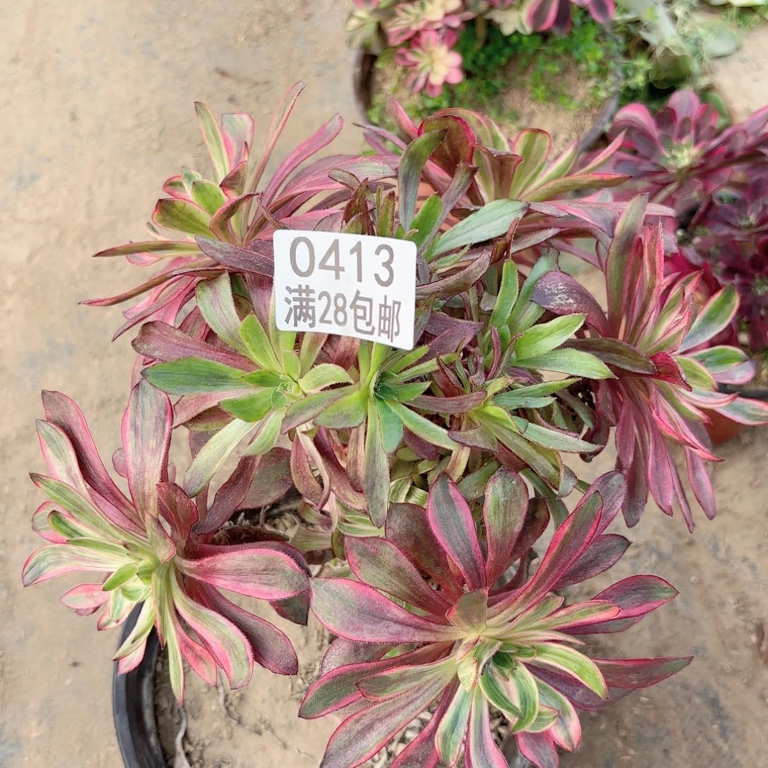 W. 0414。 火凤多肉