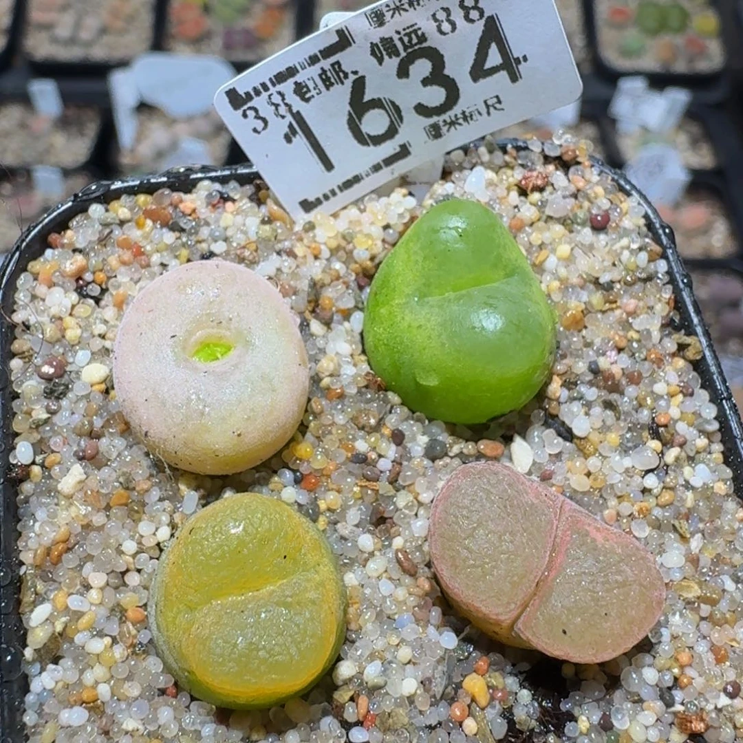 zzzz精品生石花1634