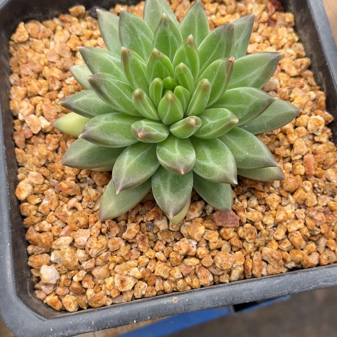 旁***白多肉植物哥特萝莉