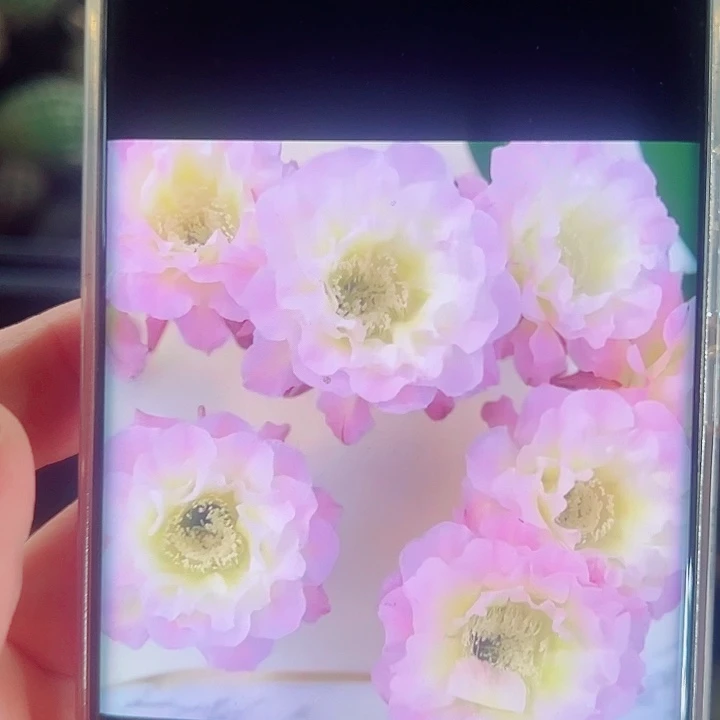 彩草明月侧芽 20 包邮