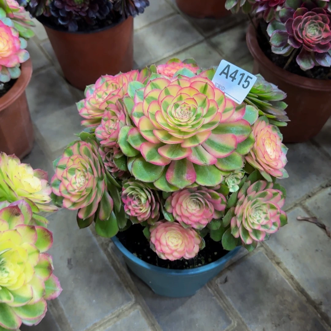 多肉植物415荔枝 法师