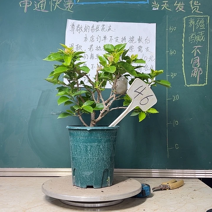当前无花栽培后可以开花 粉天使 原生小树头 46
