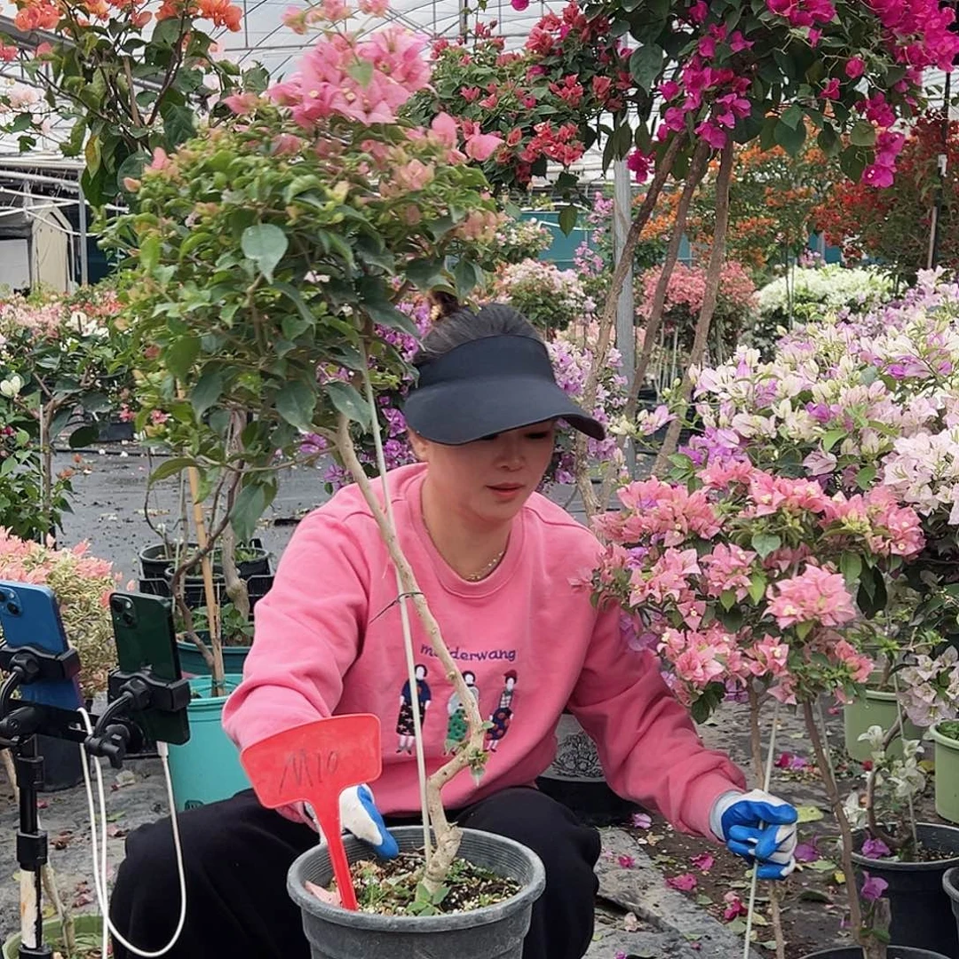 木****大部分花苞少量开放M10魔法樱花