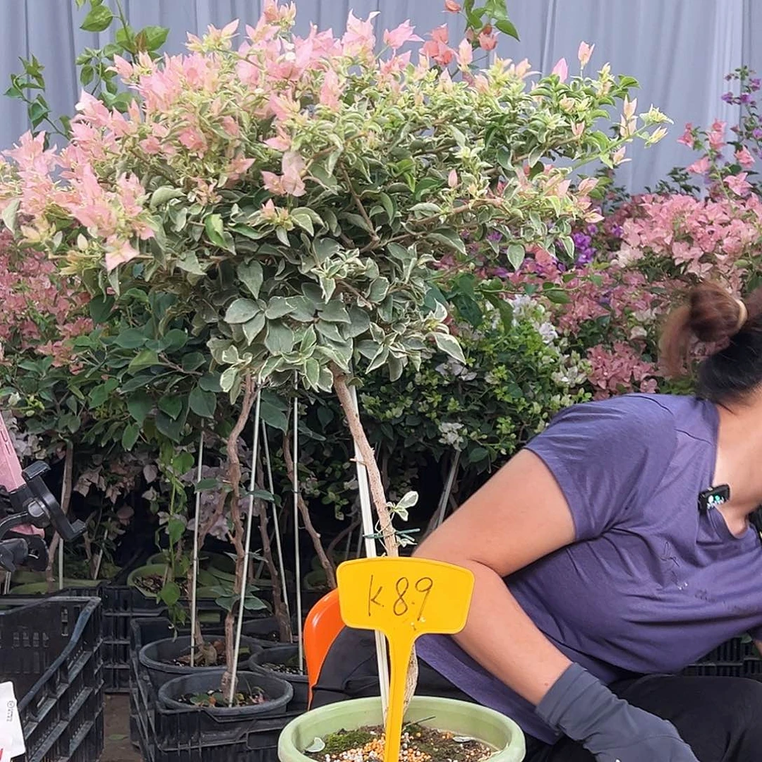 思***墨当前无花栽培后可以开花K89少女心