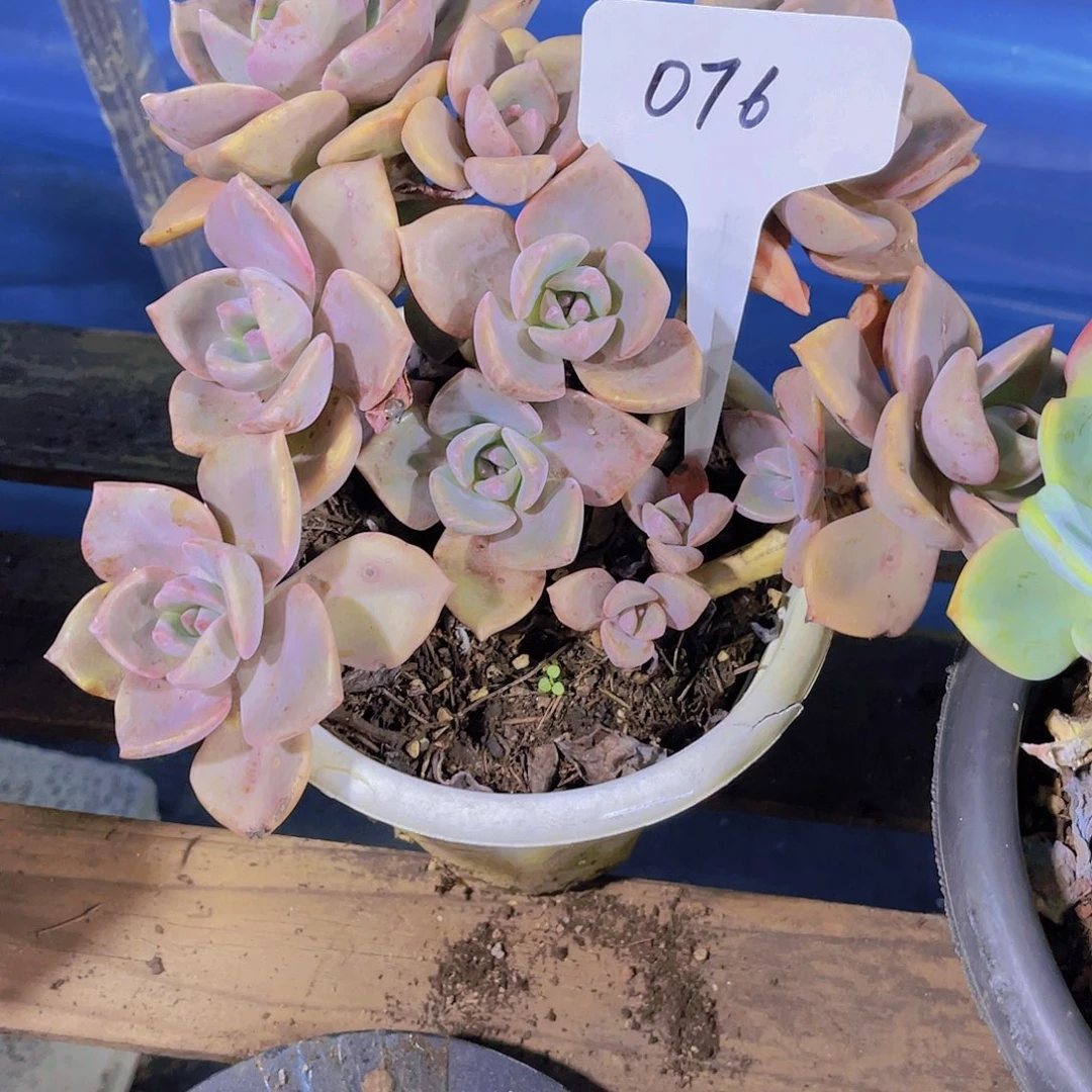 白****00000000000000076