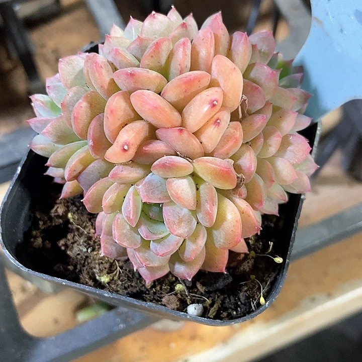 多肉植物冰魄朵朵2127