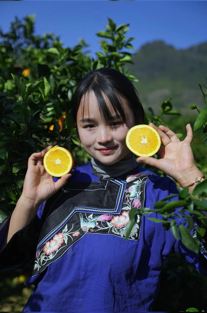 湘西比耳脐橙果园直发当季新鲜甜橙子