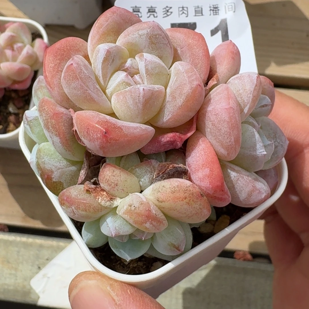 糖心冰玉          摇身一变高富帅，一夜暴富动作快