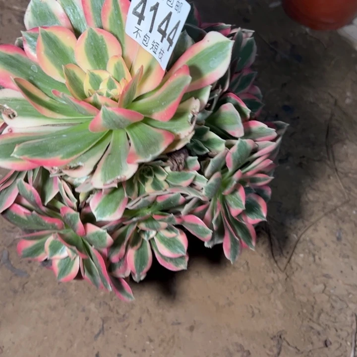 7彩石多肉植物的法师